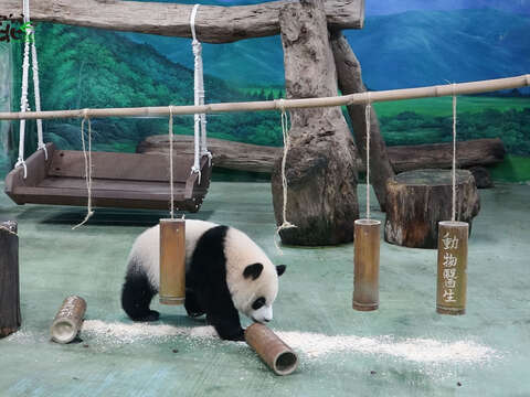 在「圓寶」的成長過程中也受到了許多人的幫助，這次的抓周內容都是與動物保育相關的職業