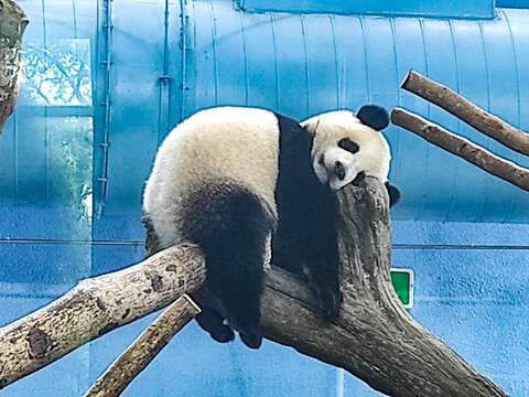 壽星就是要睡得那麼可愛！（「圓寶」）