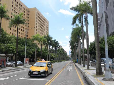 仁愛路一段栽植的大王椰子，與高聳建築相互搭配