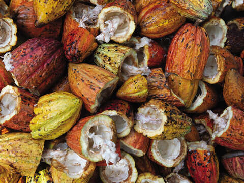 Cocoa beans are the major ingredient of chocolate, and their origin has become the focus of many chocolate makers in Taiwan. (Photo/Rodrigo Flores)