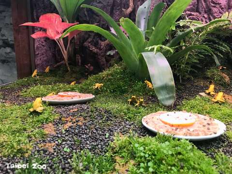 「低風速組」及「高風速組」的幼蛙在飽食一頓過後，前往椰殼或鳳梨葉中小睡片刻，隔天早上才又偷偷跳出來尋覓剩餘的果蠅（林芳儀、洪珮縈、陳濠森、戴為愚等提供）
