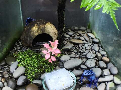 照養團隊推測若蛙類處於高溫高濕的環境中，當風速愈高時，蛙類的體溫會因體表蒸散加強、散熱能力上升達到調節體溫的效果（林芳儀、洪珮縈、陳濠森、戴為愚等提供）