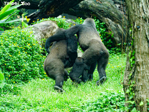 金剛猩猩一家感情非常融洽（「Tayari」：走！我們再去喝兩杯！）