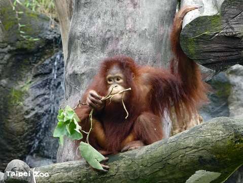 巨猿擁有動物界中數一數二的頭腦，讓照養管理處處充滿著挑戰（紅毛猩猩）