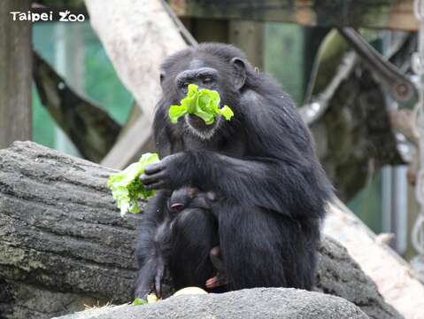 面對這一群聰明的動物們，要讓他們依照食譜吃下設計好的各類營養，食材選擇、分配與餵食順序都是非常具有挑戰性的（黑猩猩）