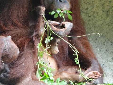 野生動物食譜應是具有彈性的，因為在野外動物不可能一年到頭都吃一樣的東西（紅毛猩猩）