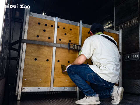 動物進入運輸箱籠後，獸醫師透過孔隙觀察牠們的狀況