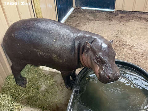 侏儒河馬「秋祥」平安抵達微風灣動物園（photo by Gulf Breeze Zoo）