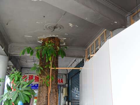 黑板樹筆直穿過二層樓的磚造厝。