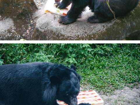 台北市立動物園 野菜/果物の国旗アイスで感謝を
