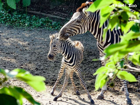 斑馬媽媽「菲蘭竹」於7月3日產下一名雄性斑馬寶寶