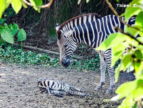 斑馬寶寶說躺就躺、說睡就睡，常常躺在泥地上享受日光浴！