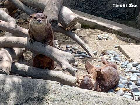 Taipei Zoo to Reopen August 1