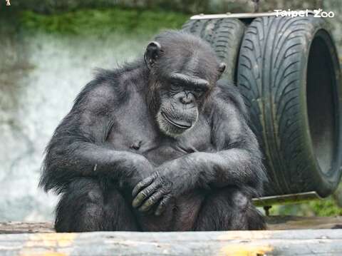 Taipei Zoo to Reopen August 1