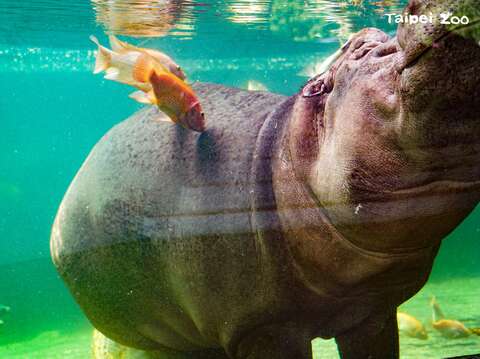 Taipei Zoo to Reopen August 1