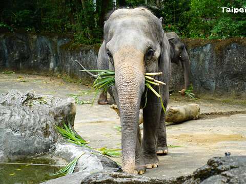 Taipei Zoo to Reopen August 1