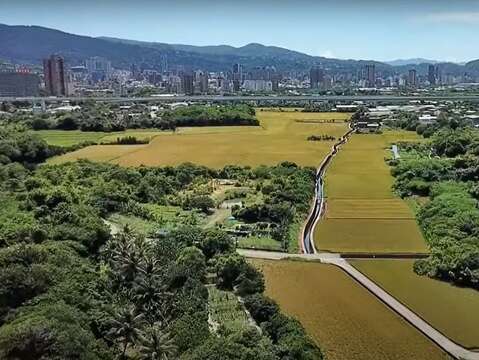 貴子坑溪流過關渡花海區域