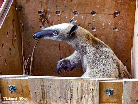 紅豆：謝謝大家的照顧，我會在新加坡動物園展開全新的生活 !