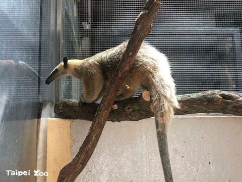 小食蟻獸「紅豆」現在一歲多，是「小紅」的女兒，在臺北市立動物園出生長大