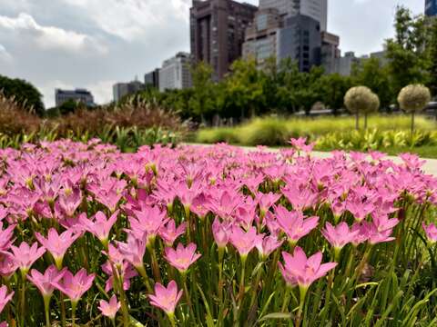 不同質感、色彩、高度植栽營造多重視覺效果