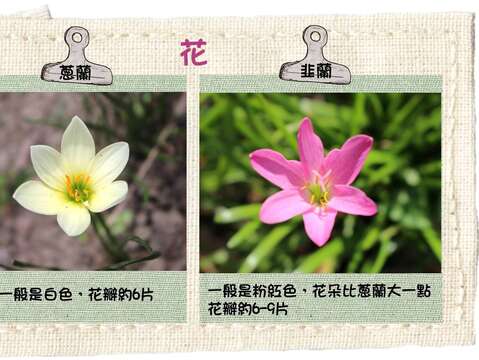 蔥蘭及韭蘭花瓣的分辨方式