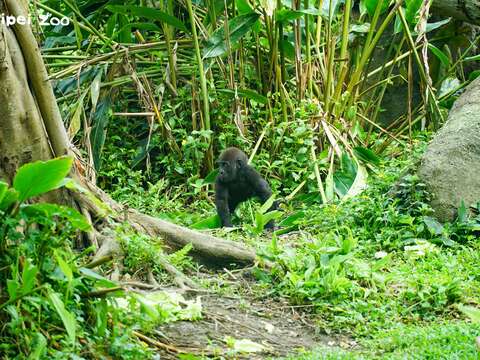 「Jabali」玩到剩下他隻身一「猩」在草叢中，慌張地大哭呼喚媽媽！