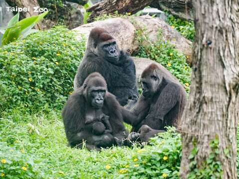 「Jabali」靜不下來，常常一個人玩到不知去向