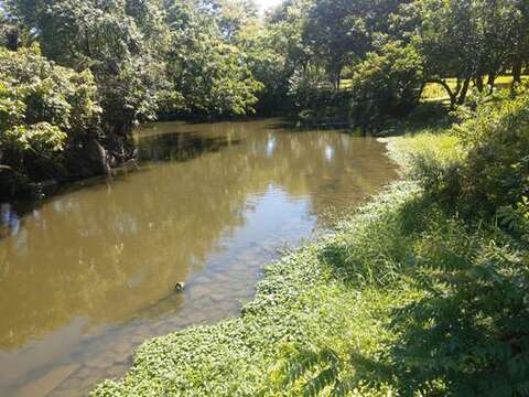 大安森林公園で野鳥と風景を眺める
