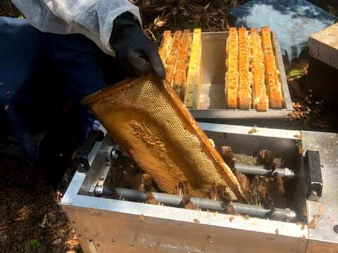 採蜜前的重要步驟-刷蜂