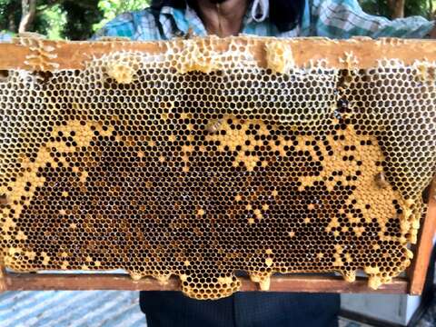 蜂巢內的蜂蜜