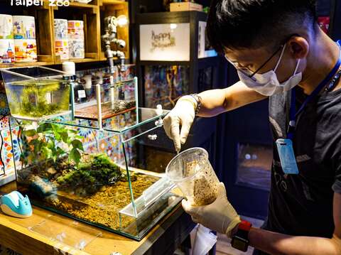 蛇頸龜寶寶唯一能接受的食物—果蠅與果蠅的蛆