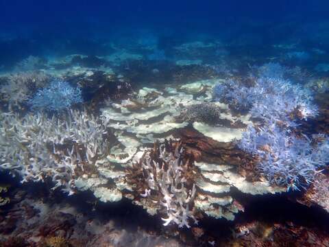 2020年9月東吉島珊瑚大面積的白化