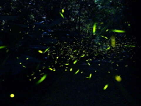 Taipei Zoo Kicks off Firefly-Viewing Tours