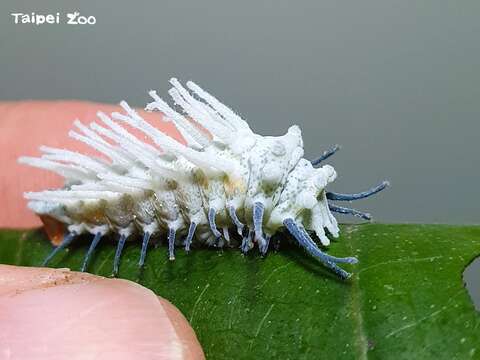皇蛾幼蟲身上布滿白色的物質是臘，有助於禦敵（王信雄攝）