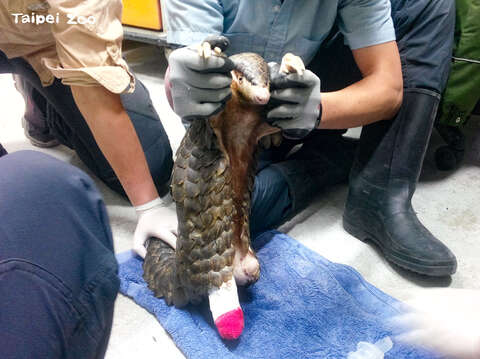 「極度瀕危」等級的穿山甲，就是最常因流浪犬攻擊而進入救傷單位的物種，傷勢也往往嚴重到無法再回到野外生活