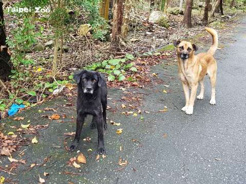 為防堵狂犬病疫情擴散，家裡飼養的寵物毛小孩均應施打狂犬病疫苗（張珮詩攝）