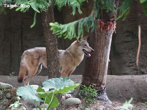 透過「動物保護月」相關活動，大家一起學習尊重動物生命（北美灰狼）