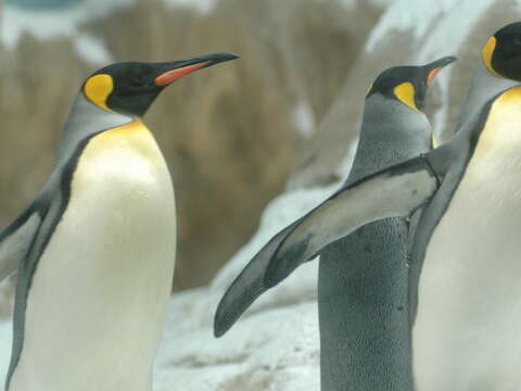 Taipei Zoo Announces Adjustments to Ticket Prices