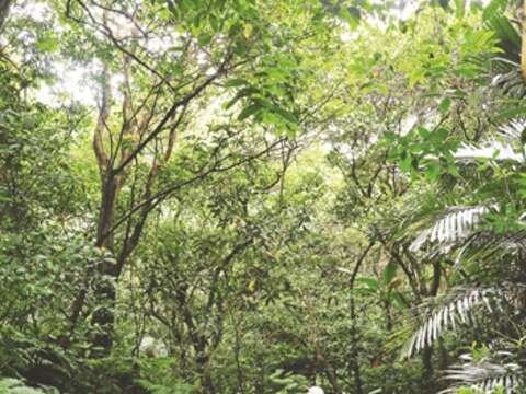 台北の中心にある緑のオアシスで新鮮な空気を吸って憂鬱な気分を晴らしましょう。