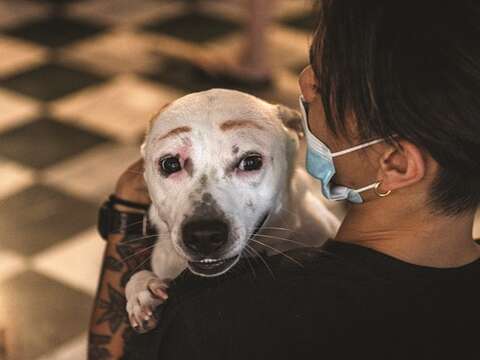 Many dogs at Lang Lang Don't Cry are waiting for their new home.