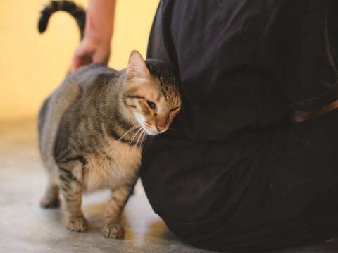 Lang Lang Don't Cry also offers cats up for adoption. (Photo/Lang Lang Don't Cry)