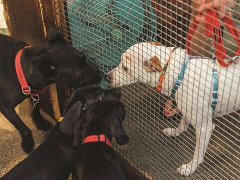 Located in the city center, Lang Lang Don't Cry has to manage the noise level of the animals to avoid complaints from neighbors.