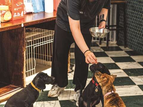 People who are interested in adopting animals at Lang Lang Don't Cry have to come to the café in person to meet and interact with their furry friends.