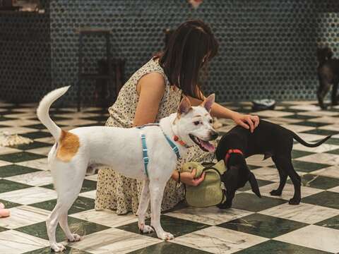 Potential adopters can get to know the animals one-on-one at Lang Lang Don't Cry.