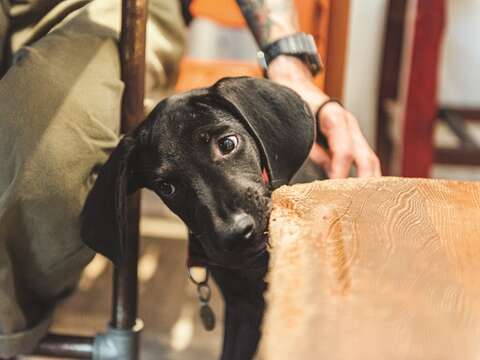 Stray animals are trained to acclimatize to human society, and have more opportunities to meet potential adopters at Lang Lang Don't Cry.
