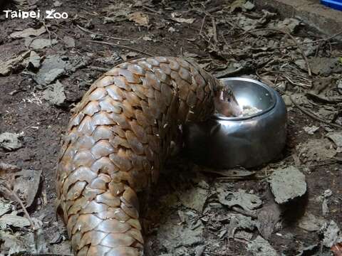 台湾ミミセンザンコウ　保護と飼育の記録