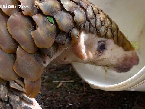 台湾ミミセンザンコウ　保護と飼育の記録