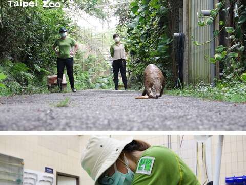 台湾ミミセンザンコウ　保護と飼育の記録