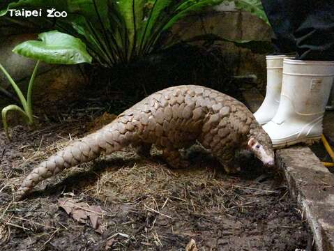 台湾ミミセンザンコウ　保護と飼育の記録