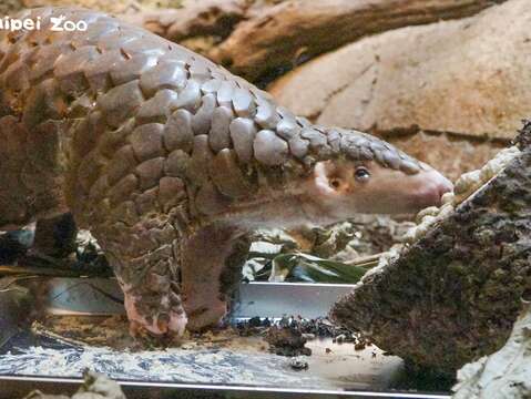 台湾ミミセンザンコウ　保護と飼育の記録